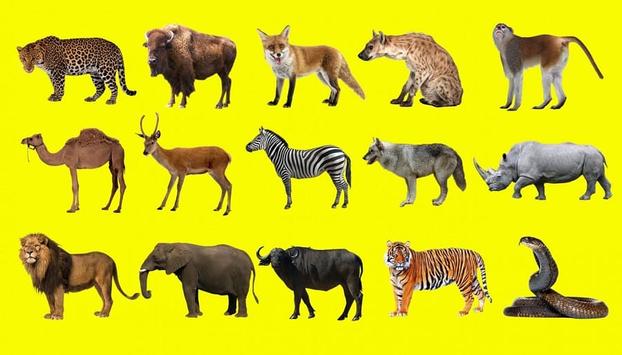 Con gấu tiếng anh là gì